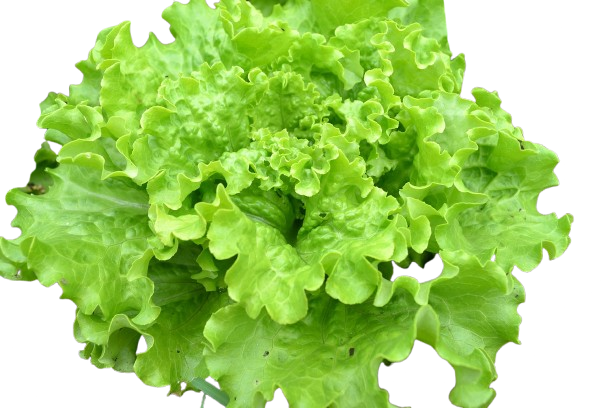 Salade batavia